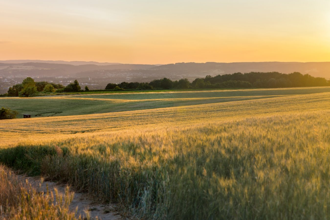 wheat fields, growing slowly