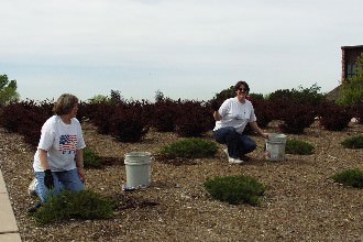 Students cleaning the grounds in the center of the campus.